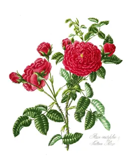 Rosa centifolia, Rose, Old rose