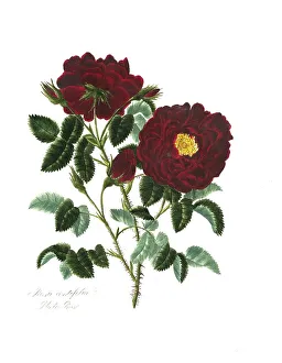 Rosa centifolia, Rose, Old rose