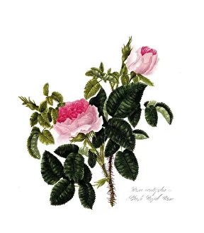 Rosa centifolia, Rose, Old rose