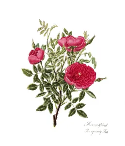 Rosa centifolia, Rose, Old rose