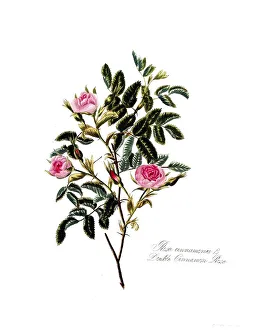 Rosa cinnamomea, Rose, Old rose