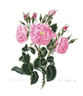 Rosa damascena, Rose, Historic rose