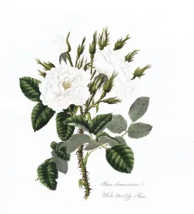 Rosa damascena, Rose, Historic rose