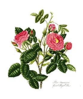 Rosa damscene, Great Royal Rose