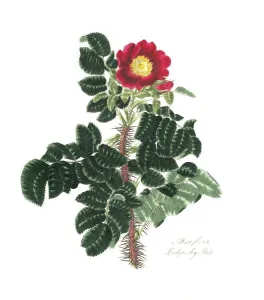 Rosa ferox, Rose, Historic rose