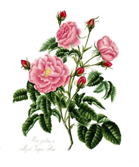 Rosa gallica, Rose, Historic rose