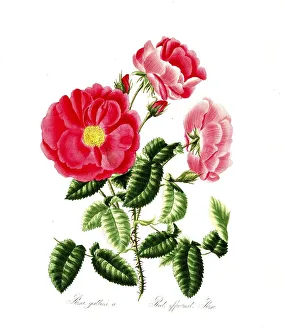 Rosa gallica, Rose, Historic rose