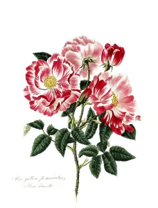 Rosa gallica-versicolor, Rose, Old rose