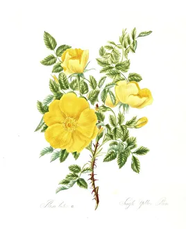 Rosa lutea, Rose, Historic rose