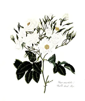 Rosa moschata, Rose, Historic rose