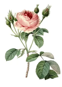 Rosa muscosa, musk rose, digital reproduction of an original from the 18th century