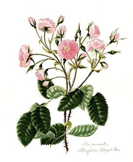 Rosa provincialis, Rose, Old rose