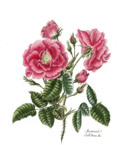 Rosa provincialis, Rose, Old rose