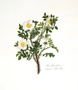 Rosa spinosissima, Common Scotch Rose