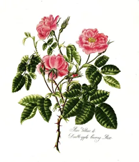 Rosa villosa, double apple bearing rose