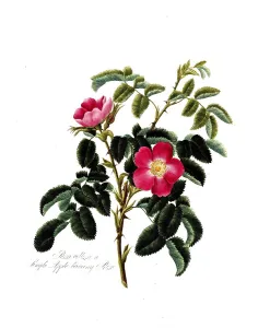 Rosa villosa, Single aplle bearing rose