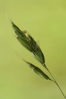 Rose aphid, tubular aphid, tubular aphid (Macrosiphum rosae)