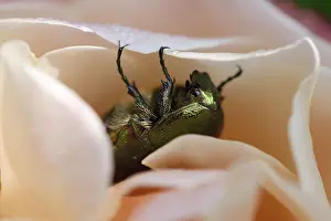 Rose beetle, rose chafer (Cetonia aurata)