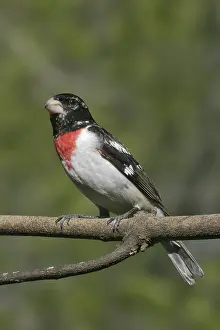Rose-breasted Grosbeak (Pheucticus ludovicianus)