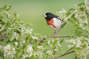 Rose-breasted Grosbeak (Pheucticus ludovicianus) male perched on a branch