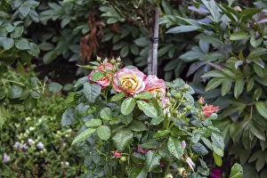 Rose bush with dew drops on the leaves