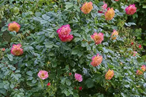 Rose bush with several rose blossoms in pink and orange in the green foliage of a garden