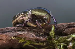 Rose Chafer (Cetonia aurata)