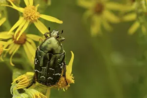 Rose chafer (Cetonia aurata)
