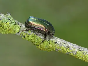 Rose-chafer (Cetonia aurata), adult