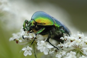 Rose Chafer (Cetonia aurata) on chervil