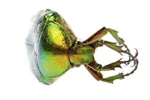 Rose chafer (cetonia aurata) isolated on white background