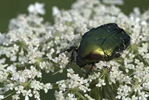 Rose Chafer (Cetonia aurata) perched on a blossom