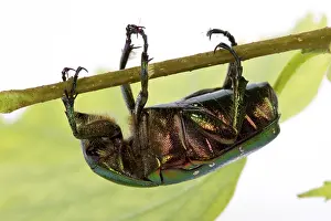 Rose chafer crawling on a branch (Cetonia aurata) on a white background