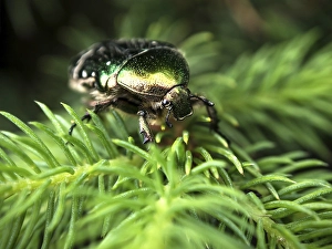 Rose chafer or green rose chafer (Cetonia aurata) on fir branch (Abies)