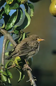 Rose-coloured Starling (Sturnus roseus) juvenile perched on branch