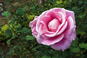 Rose flower in Nehru park Kothagiri Kotagiri