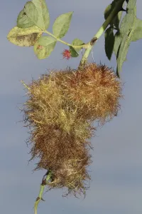 Rose gall wasp