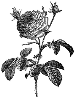 Rose, historical illustration from: Marie Adenfeller