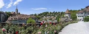 Rose-lined path in a park, Untertorturm or Felsenburg
