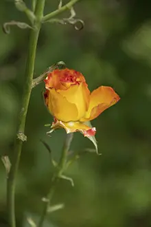 Rose (Manou Meilland), selective focus
