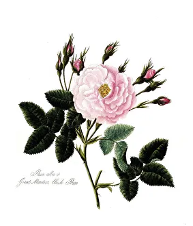 Rose, Old rose, Rose cultivar, Illustration from 1799