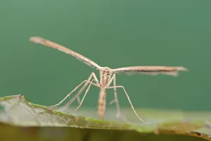 Rose Plume Moth (Cnaemidophorus rhododactyla)