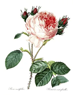 Rose, provence rose (Rosa centifolia)
