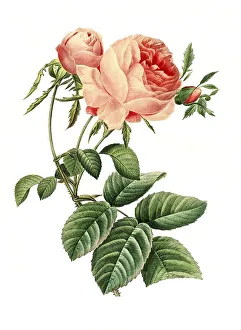 Rose, provence rose (Rosa centifolia)