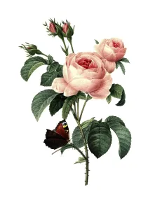 Rose, provence rose (Rosa centifolia)