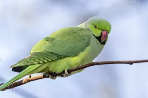Rose-ringed parakeet (Psittacula krameri) on a branch