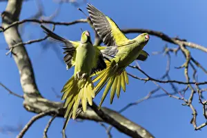 Two rose-ringed parakeet (Psittacula krameri) in flight