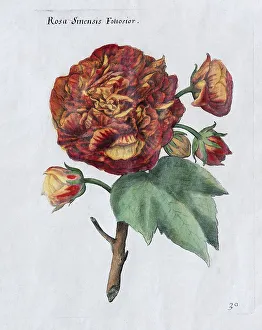 Rose (Rosa sinensis Foliosior)