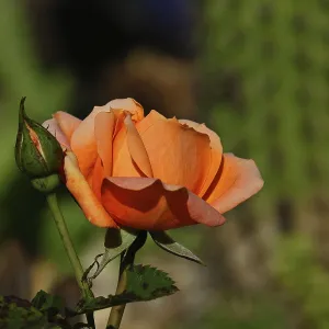 Rose (Rosa sp.), orange blossom in a garden