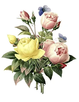 Rose, rose varieties, Rosa lutea and Rosa indica variation